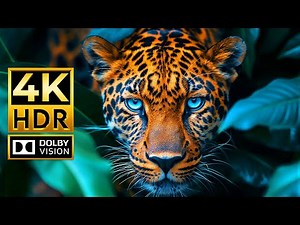 The World's Most Beautiful Animals in 4K HDR 60fps | With Cinematic Music