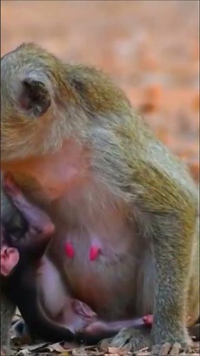 Tiny baby crawling with chin brushing the earth – Wildlife worldwide earth