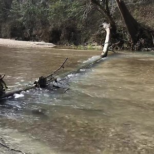 Here is a gift for Forest Retreat friends! Use this as your Calm App! Listen to the sounds of clear water burbling along the spring-fed creek. P.S. Rare weekend opening in Thunder Ridge October 4-6. I’ve dropped the price -$100 and will book it for $300! Check out other posts on my page with the “instant book” calendar link! | The Forest Retreat