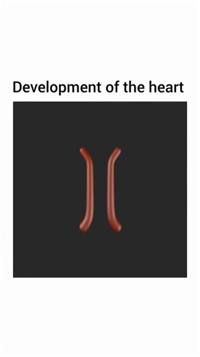 DR.KARISHMA | The heart begins development from the first mesodermal cells which migrate from the site of gastrulation toward the anteriolateral border... | Instagram
