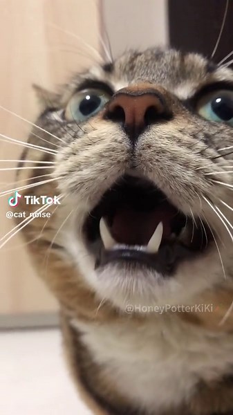 Sonidos de gatos que atraen a tus felinos