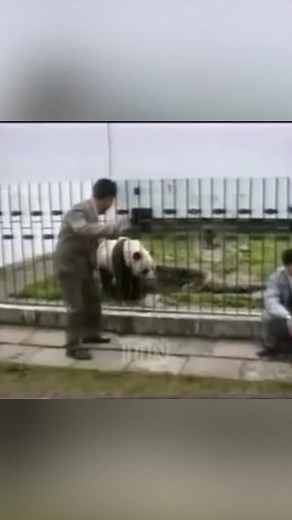 Are Pandas Dangerous? Exploring Their Aggressive Nature