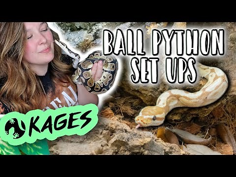 Two Ball Pythons get New Enclosures! // Kages Ball Python PVC Set Ups