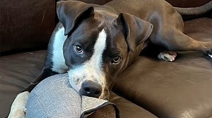 This sweet handsome boy is Mojo! Mojo is a Terrier mix, about 10 months old and 50ish pounds. Mojo is one of the most lovable boys you will ever meet! This super affectionate guy is friendly to everyone and will gladly shower you with kisses. Give him a squeaky toy and you will have a friend for life! Mojo is very smart and treat motivated. He walks nicely on a leash and knows many commands such as Sit, Stay, Place and Leave it. Mojo likes other dogs, so If you have a young energetic pup, Mojo w