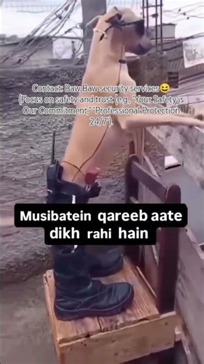 #Trending funny dog shorts#Rakta Charitra#Funny youtube shorts#24x7 high alert security😂😆