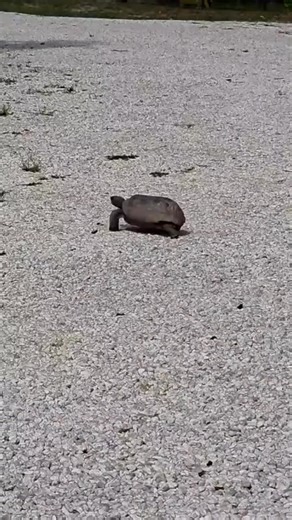 18 reactions | Did you know that the Gopher Tortoise can live 40-60 years? They dig deep burrows averaging to be about 15 feet long and 6 and a half feet deep! They are considered a threatened species and are protected under Florida law. This one is one of our friendly locals you may have an encounter with here at Port Cove RV resort! #gophertortoise | Port Cove RV Resort | Facebook