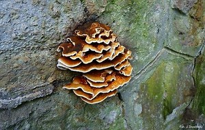 Serpula lacrymans - Alchetron, The Free Social Encyclopedia