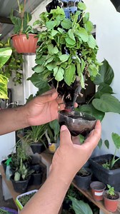 Como cultivar em apartamento usando garrafa pet!! ( Livre de sujeira) | Dicas Domésticas