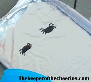DANCING SPIDER RACES- such a fun and simple project for kids to do, from The Keeper of the Cheerios-Blog see details here---> http://www.thekeeperofthecheerios.com/2017/08/dancing-spider-races.html | The Keeper of the Cheerios-Blog