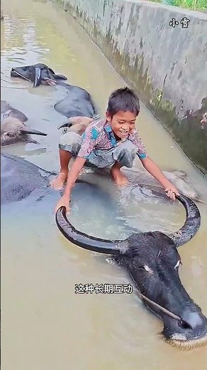 The Boy Raised Among Cows – Heartwarming Story