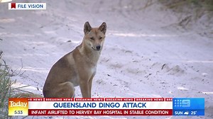 177K views · 1.3K reactions | #BREAKING: A 14-month-old boy has been dragged out of his caravan by two wild dingoes on Fraser Island as his parents were sleeping. #9Today | TODAY | Facebook