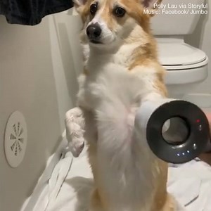 705K views · 1.1K shares | These dogs are so well behaved!   | Daily Mail Animals | Facebook