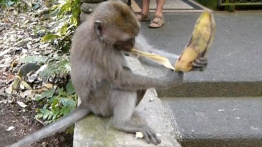 Monkey eating a banana