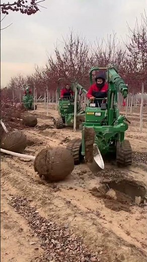 Amazing Tree Transplanting Process Using Advanced Equipment