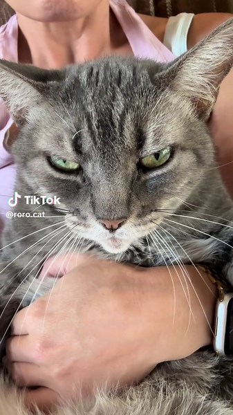 Understanding Eye Twitching in Cats as Actors