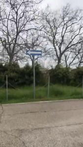 18K views · 372 reactions | Liberazione col brivido! Per poco il passerotto nontroppogiovane, ma nemmenovecchiodecrepito (per i followers che ci tengono alla precisione ) si stampa sul cartello stradale! Ma visto che lo abbiamo riportato esattamente a casa sua, forse lo conosceva e lo ha schivato con destrezza! PS attendiamo commenti divertenti degli amici burloni☺️ | CRAS Rimini - Centro Recupero Animali Selvatici | Facebook