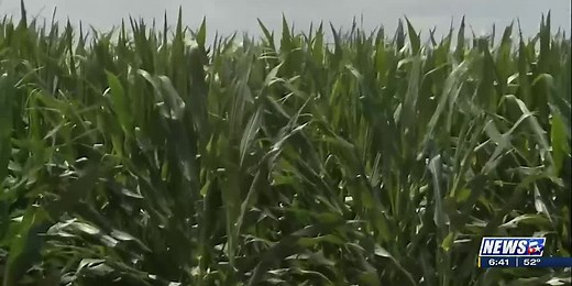 From The Ground Up: Corn growing taller than years past