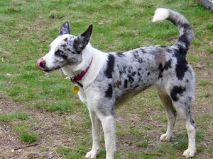 Koolie Dog Info, History, Temperament, Training, Puppy, Picture