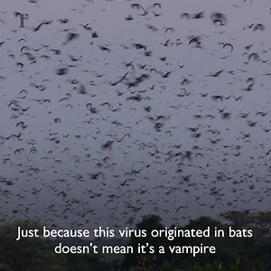 The Times science editor Tom Whipple debunks the myths surrounding coronavirus https://www.youtube.com/watch?v=irLL4sCxIPY | The Times and The Sunday Times