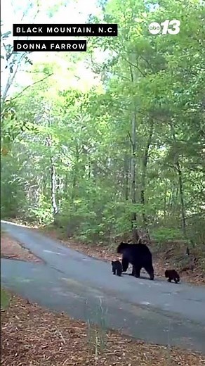 Mama bear and cubs!