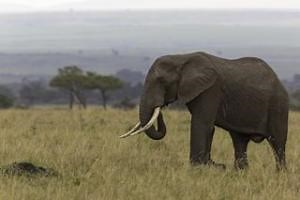 Perfect tense concepts