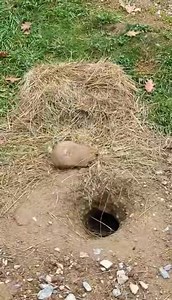 2.7K views · 229 reactions | Prairie dogs properly prepare in Fall in order to enjoy cozy underground dens during the cold winter! : Ashley J., Naturalist | ZooAmerica | Facebook