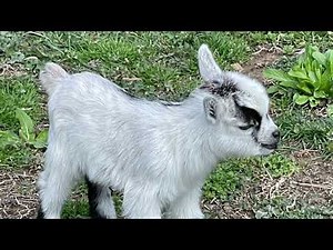 Pygmy Goat Babies #goat #baby #animals #amazing #cute #beautiful