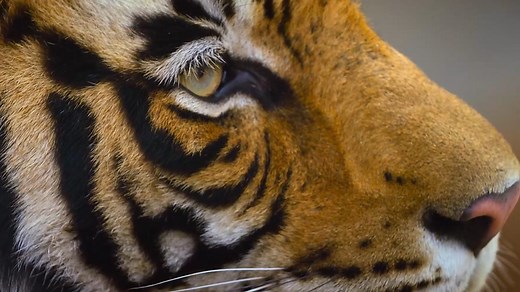 How the Bengal tiger's orange and black fur keeps it hidden from prey