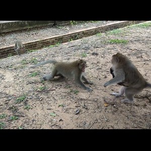 Patrick Helping Ginger Chasing Lucas Monkey | Animals Shelter