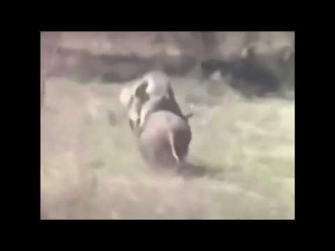 Motorräder in der Wildnis - Motorbikes in the wild