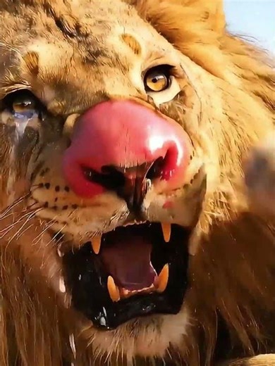 Lion Cries Like a Baby After a Bee Sting – Funny Animal Moments - #funny #wildlife #funnyshorts
