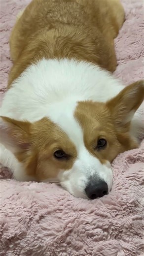 🦊🍑 #癒し #可愛い #犬のいる暮らし #コーギー #pink #大好き #どんぎつね #お嬢様 #寒い #暖房 #おやすみ #もふもふ #平和な日常 #ゴロゴロ #ふわふわ #shorts