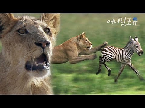 불은 사냥을 더 쉽게 만들 뿐... 얼룩말 잡아먹는 사자들 l 야생의 운명 - 세렝게티 대이동 l KBS 스페셜 100425 방송