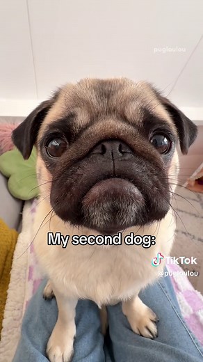 Understanding Pug Behavior: What Does It Mean?