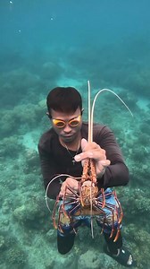 catching lobster bare hands #diving #fishing #lobster | Jabs Tv Catch N Cook.