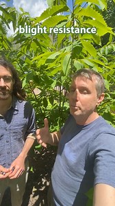 As an unexpected treat, Angus and Hal get a chance to genotype their American chestnut friends Cassie & Denny. They collect three discs from a leaf of each tree, place them in tiny test tube, and ship them with other samples to Australia. Then a bunch of lab geeks will genotype them (that means reading a portion of their genome, aka genetic code, aka DNA). The data will then be fed into a massive model built by the not-so-evil genius Jared Westbrook (Director of Science at The American Chestnut 