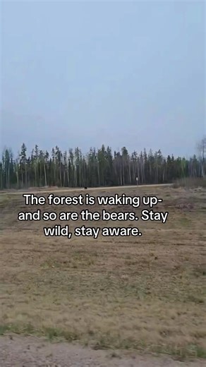 “The forest is waking up—and so are the bears. Stay wild, stay aware.” #SpringAdventures #BearSighting #NatureTok #IntoTheWild #WildlifeWatch #FYP #creatorsearchinsights