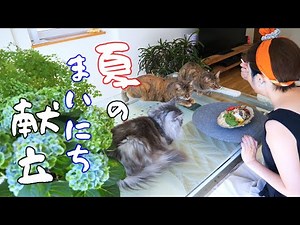 [Staying at home in midsummer] Cooking meals for my husband, harvesting summer vegetables, and li...