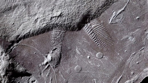 Almost 300 million years old: oldest traces of reptile skin discovered