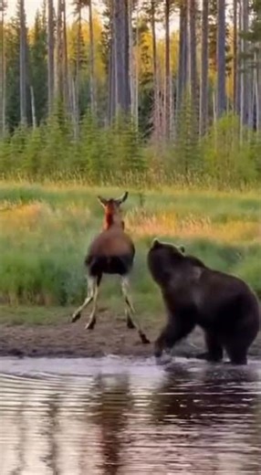 a bear was almost attacking a donkey