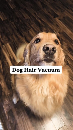 Hoover Emerge Pet Vacuum: Dog Hair Removal Miracle!
