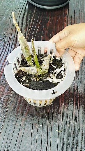 Repoting plant gundul dendrobium enobi,semoga tumbuh tunas baru‼️ #fblifestyle #orchid #gardening | Teh Yuni Orchid