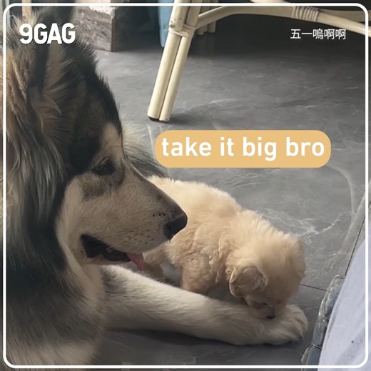 This tiny puppy dares to show the big dog how crazy he is. | 9GAG TV