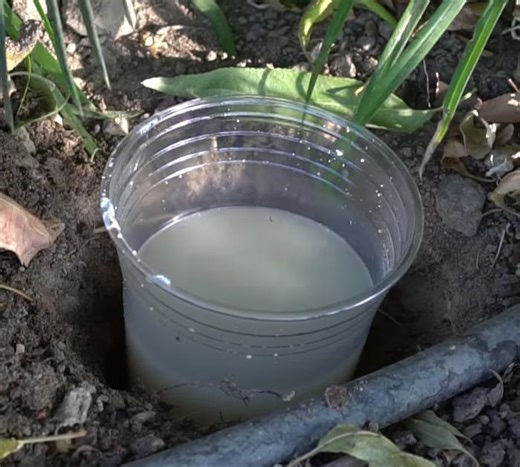 Effective Beer Trap For Slugs & Snails In Your Garden