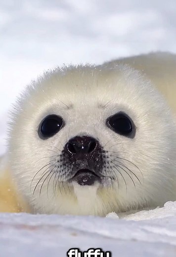 Docile Nature of Seals: Fascinating Facts You Should Know