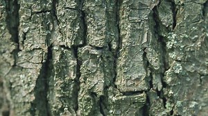 Details of Structure of Bark of an Old Tree. Tree Bark with Dark Shade Texture Splits in Vertical Lines. Tilt Up. Stock Footage - Video of plant, empty: 255449120