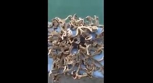 Bizarre 'alien' sea creature caught off Singapore Footage of a bizarre writhing specimen fished up near the island of Sentosa has been posted online. 54-year-old Ong Han Boon had been on a fishing trip when he reeled in a creature so strange that he thought it was an alien. "When I pulled it out of the water, I was completely flummoxed by what I was looking at," he said. "I’ve had quite a few odd things come out of the ocean, but I have never seen anything like this before in my life. It had all