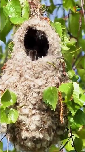 Penduline Tit's Incredible Nest-Building Skills!