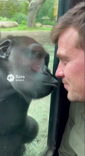 This Gorilla Flirted… and the Wife Saw Everything 👀🤣 #couple #shorts