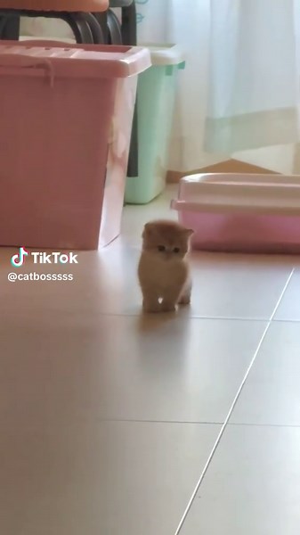 Cute and Tiny Baby Cats: Adorable Kitten Moments